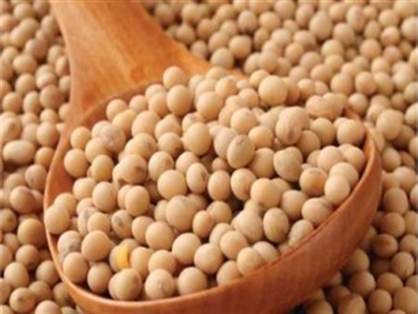 با مصرف سویا به جنگ سرطان سینه بروید/ پیشگیری از سرطان سینه با تغذیه‌ی مناسب