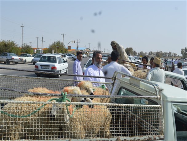 بازار خرید و فروش دام در آستانه عید قربان در شهرستان زابل+تصاویر