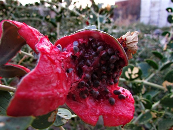 لگجی،میوه ای ناشناخته اما پرخاصیت در کهگیلویه وبویراحمد+تصاویر