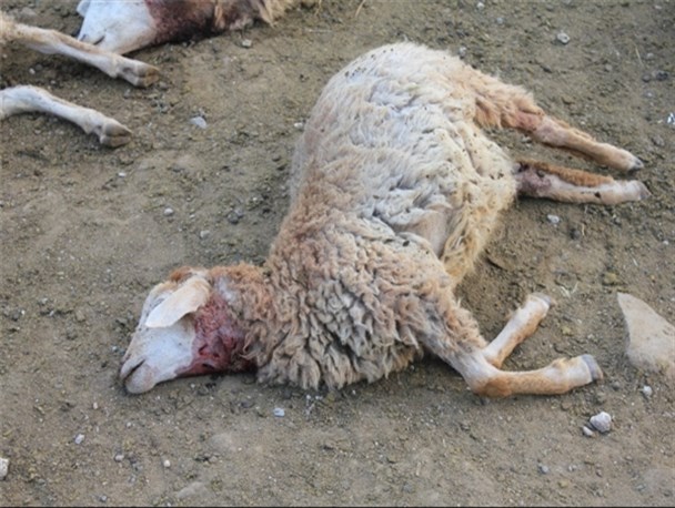 حمله گرگها به گله گوسفندان در یکی از روستاهای مرند