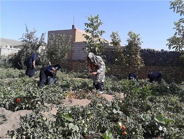 عکس/برداشت بادام و گوجه فرنگی در قالب اردوی جهادی 7 روزه توسط بانوان ارومیه ای
