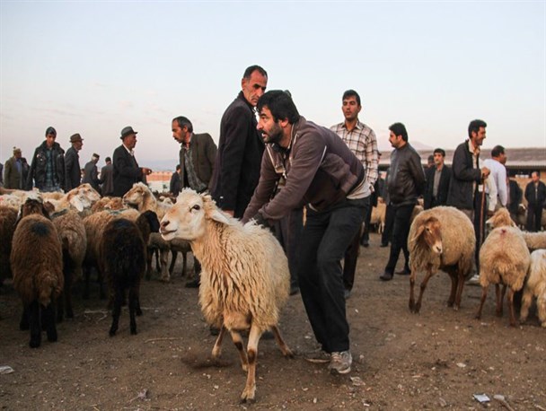 22 اکیپ بر ذبح شرعی در چهار محال و بختیاری نظارت دارند