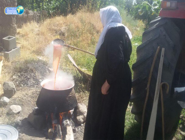 روش سنتی تهیه رب گوجه فرنگی/تصاویر