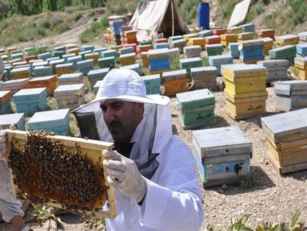 عسل تقلبی، کام زنبورداران بروجردی را تلخ کرد+تصاویر