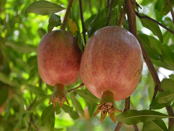 برداشت انار از باغات شهرستان داراب