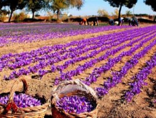 کشت یاقوت سرخ در پهناورترین استان کشور