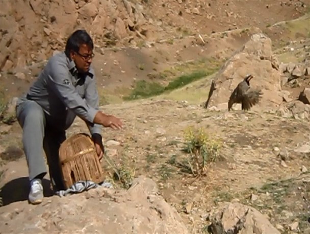 کشف و رهاسازی 3 قطعه کبک در طبیعت هرسین+ تصویر