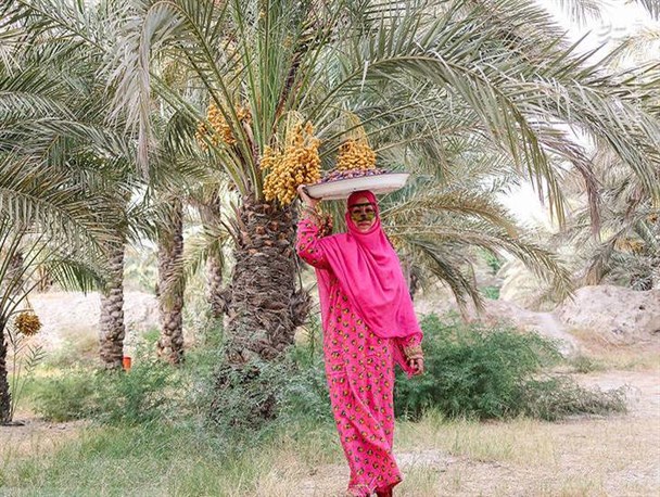 آغاز برداشت محصول خرما از نخلستان های هرمزگان+تصاویر