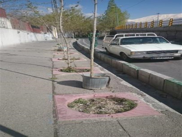قطع درختان شهر دانسفهان برای اجرای پروژه زیباسازی است/ گونه‌های مقاوم با اقلیم کاشته می‌شود