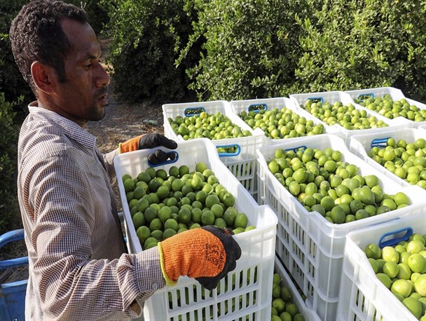 آینده لیموکاران رودانی در هاله‌ای از ابهام/ هزینه تولید بالا رفت و قیمت لیمو ثابت ماند