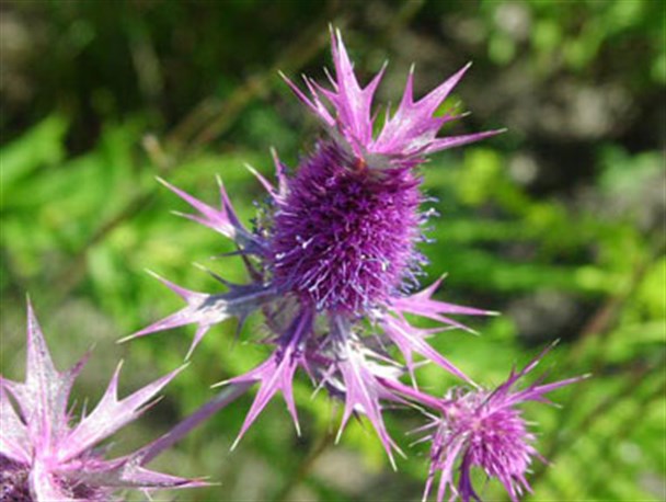 تاثیر شگفت انگیز گیاه بوقناق برای درمان بیماری‌ها/ موارد احتیاط و منع مصرف بوقناق چیست؟