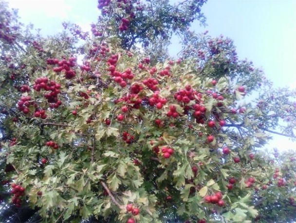آغاز برداشت زالزالک وحشی از دامنه های شهرستان کوثر+تصاویر