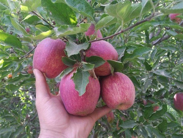برداشت سیب در قطب تولید میوه جنوب کشور/ اینجا چرخ اقتصاد بر مدار "سیب" می چرخد