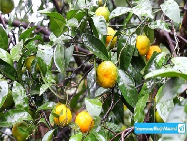 بارش زیبای باران در باغات قائم‌شهر + فیلم