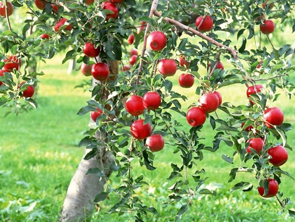 خیز بنیاد مستضعفان برای تغییر کاربری باغ ۳۶۰ هکتاری کرج/ طرح شکایت برای خروج باغ سیب از فهرست آثار ملی در دادگستری البرز
