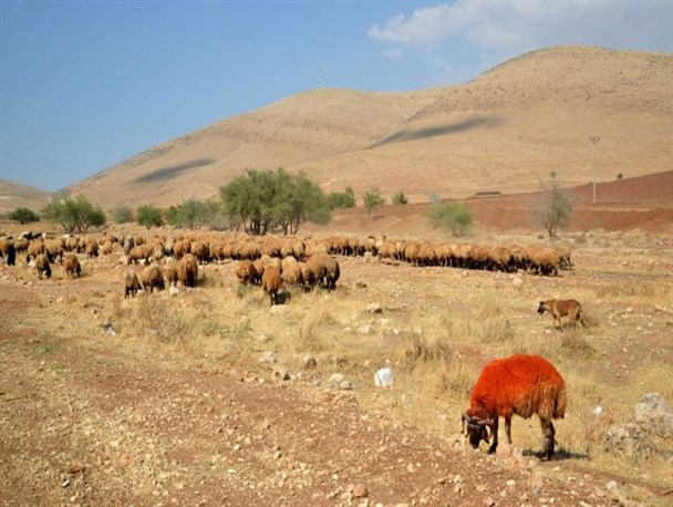 نژادهای تربتی و کردی؛ بهترین نژاد برای پرواربندی دام در استان یزد