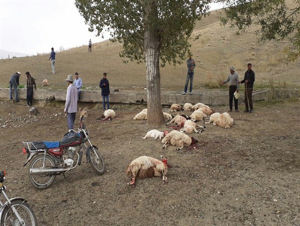تلف شدن ۳۰ رأس گوسفند در روستای کلوانس بخش صفائیه خوی