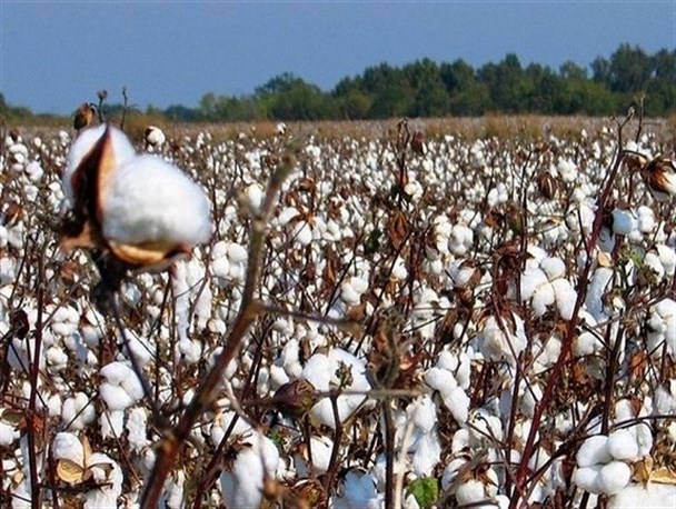 آب رفت پنبه‌زارهای خراسان شمالی به دلیل خشکسالی/ سودی که نصیب دلالان می‌شود