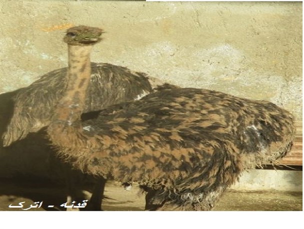 محیا بودن شرایط برای تبدیل شدن مراوه تپه به قطب پرورش شتر مرغ در کشور + تصاویر