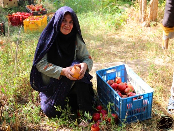 نگاهی به انار چینی در تفت