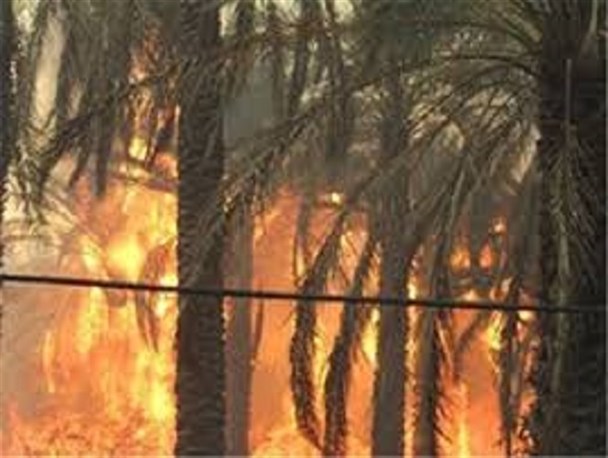 مرگ 100 اصل نخل خرما در اثر آتش سوزی