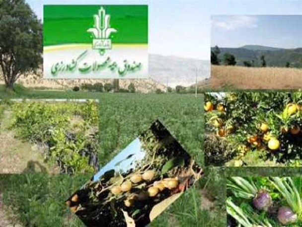 بیمه محصولات کشاورزی تنها راه جبران خسارات