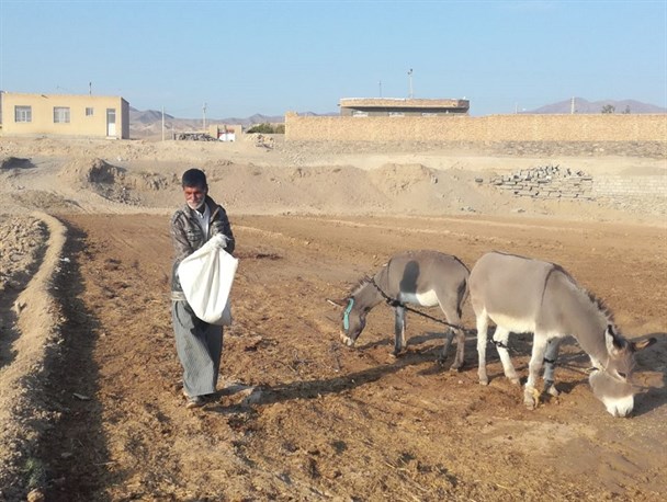 کار و تلاش صبحگاهی کشاورزان چهارفرسخی در فصل کاشت گندم و جو