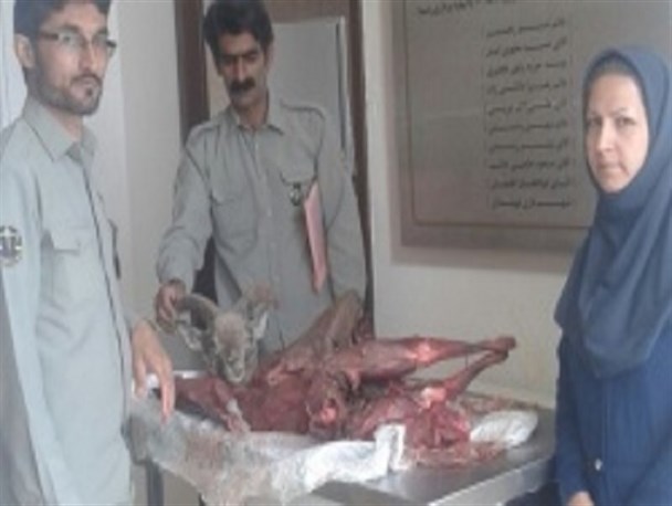کشف و ضبط لاشه قوچ‌ وحشی