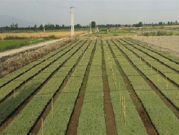 کشت نشایی پنبه در دو هکتار از اراضی پنبه اشتهارد
