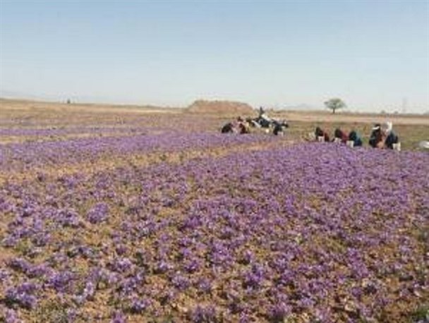 آغاز برداشت زعفران از مزارع روانسر