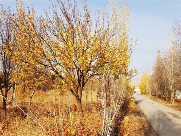 چتر زیبای پاییز برمناطق مختلف کنگاور