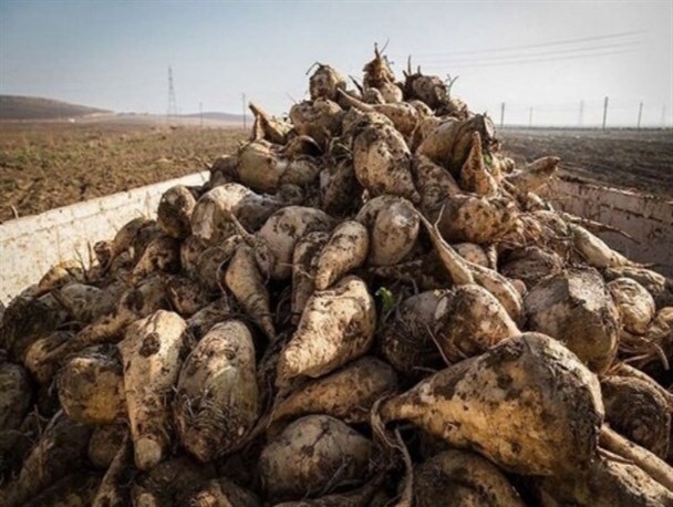 برداشت بیش از ۱۴۰ هزار تن چغندر قند در اسلام آباد غرب/ پیش بینی تولید 200 هزار تن محصول