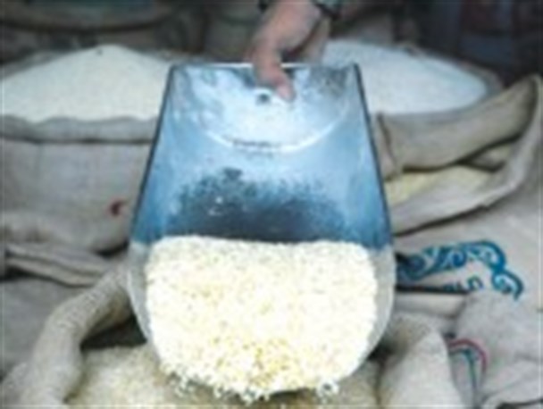 برنج های غیر قابل مصرف اصفهان را بشناسید