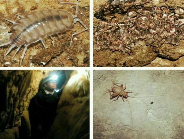 شناسایی موجودات هم عصر دایناسورها در غارهای مال آقا باغملک+ عکس