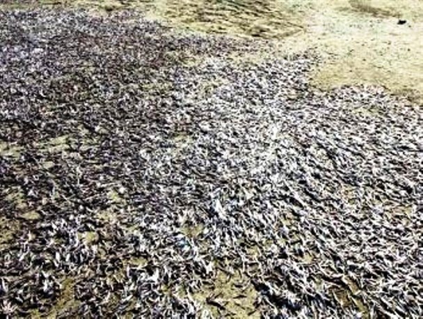 ماهی خشک ظرفیتی در راستای درآمدزایی در جزیره قشم