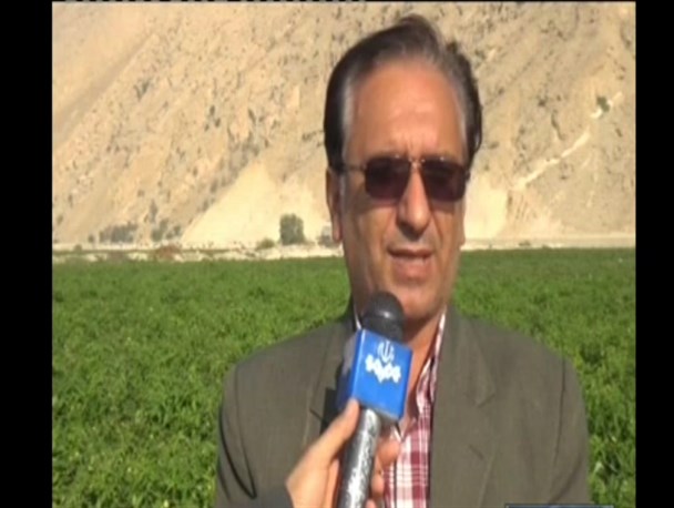 آغاز برداشت گوجه فرنگی خارج از فصل در شهرستان  پارسیان