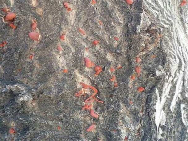 کم آبی سبب بروز بیماری فتیله نارنجی در درختان گردو و سیب بوانات