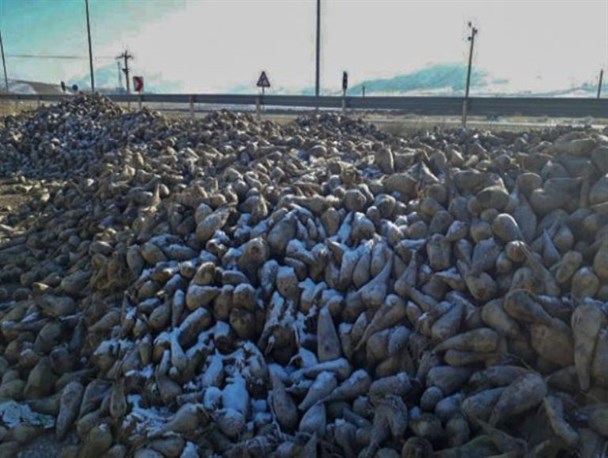 تلخی چغندر‌قند بر کام کشاورزان آذربایجان‌غربی/ پس از سیب نوبت به چغندرهای کنار جاده‌ای رسید!