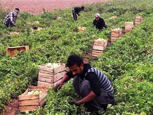 ساز جدایی کشاورزان از ادرات کشاورزی کوک می شود
