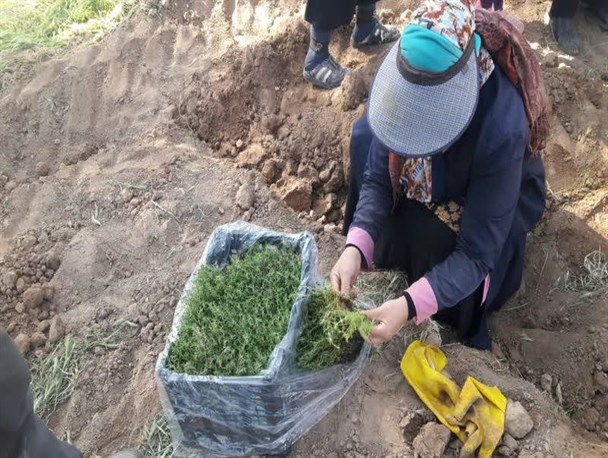 ۱۴۰۰ هکتار از اراضی کشاورزی رشتخوار زیر کشت گیاهان دارویی/ تخصیص اعتبار ۵ میلیاردی توسعه کشت گیاهان دارویی در رشتخوار