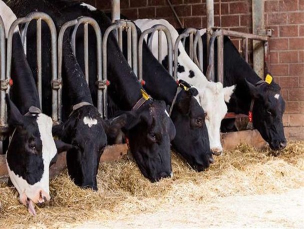 بانویی که فعل خواستن را به توانستن تبدیل کرد/ تسهیلات بسیج موجب گسترش مجموعه دامپروری شد