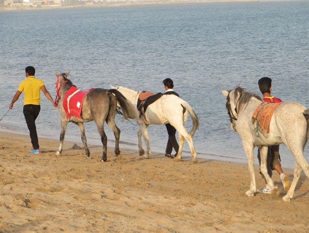 مسابقات اسب سواری در بندرلنگه برگزار گردید