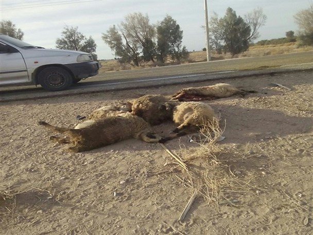 تلف شدن 16 راس گوسفند بر اثر برخورد خودرو پژو 405 با یک گله + تصاویر