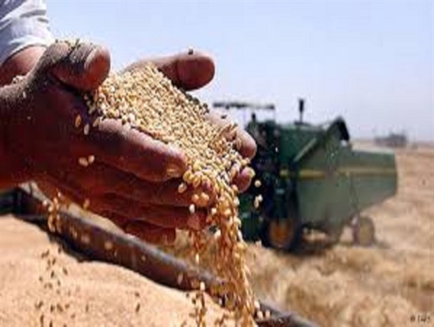 نان با طعم گندم آلوده!/ چراغ سبز دولت امید به گندمکاران کشور های ممنوعه