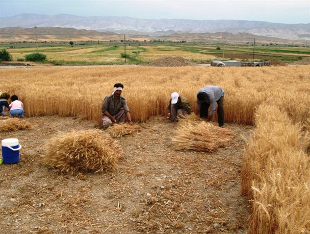 دریافت بیش از دو میلیاردو۵۰ میلیون ریال زکات از کشاورزان قلعه گنجی