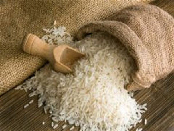 واردات برنج نامرغوب و فراموشی طلای سفید ایرانی/ ضرورت راه اندازی طرح پایلوت کشت جایگزین