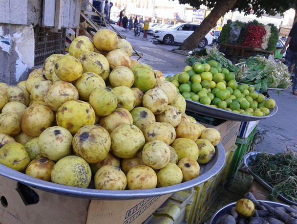 مغفول ماندن میوه ای ناب در جنوب کشور/ نبود صنایع تبدیلی تیشه ای بر ریشه زیتون بندری!