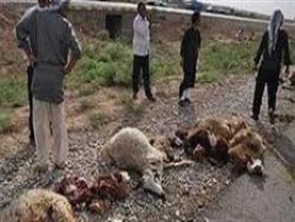 تلف شدن 8 گوسفند در روستای جنت آباد سده و تقاضای کمک دهیار روستا از مسوولین