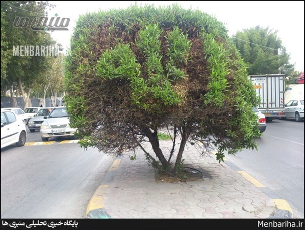 خلاقیت تحسین برانگیز کارگر شهرداری بوشهر