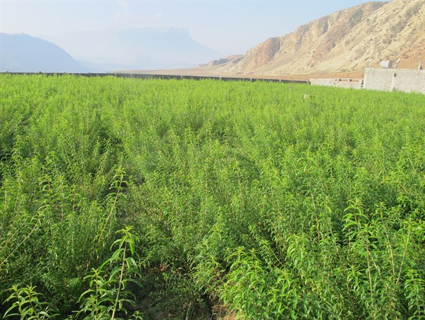 کاشت گیاهان دارویی در لنده به همت بسیج سازندگی+عکس